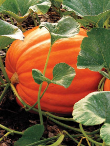 Тыква  Великий Макс